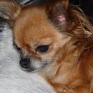 Astrid - Chihuahua (Chihuahueño)  - Femelle