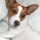 Dipsy - Jack Russell Terrier (Jack Russell d'Australie)  - Mâle