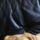 Roxane - Labrador (Retriever du Labrador)  - Femelle stérilisée