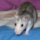 Yuky - Rat  - Femelle