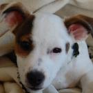 Doogy - Jack Russell Terrier (Jack Russell d'Australie)  - Mâle
