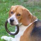 Fibby - Beagle  - Femelle