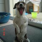 Diabolo - Jack Russell Terrier (Jack Russell d'Australie)  - Mâle