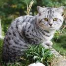 Epsilon wondercat - British Shorthair  - Mâle