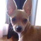Debbie - Chihuahua (Chihuahueño)  - Femelle