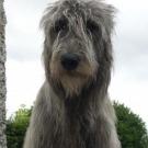 Calista - Irish Wolfhound  - Femelle