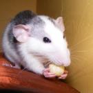 Olga - Rat  - Femelle