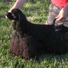 Ambition to win of the beauty paradise - Cocker Américain (Spaniel)  - Femelle