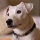 Diezel - Jack Russell Terrier (Jack Russell d'Australie)  - Mâle