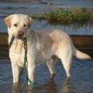 Splash - Labrador (Retriever du Labrador)  - Mâle
