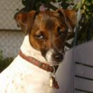 Dolly - Jack Russell Terrier (Jack Russell d'Australie)  - Femelle