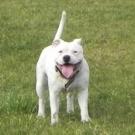 Diablo - Staffordshire Bull Terrier  - Mâle