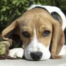 Frisbee - Beagle  - Femelle