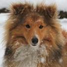 Foxy lady du grand bois de barbillon - Berger des Shetland (Colley Shetland)  - Femelle