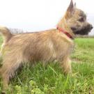 Faïna - Cairn Terrier  - Femelle