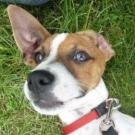 O'neill - Jack Russell Terrier (Jack Russell d'Australie)  - Mâle