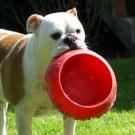 Dorothee - Bulldog  - Femelle stérilisée