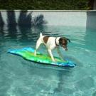 Kiba - Jack Russell Terrier (Jack Russell d'Australie)  - Mâle