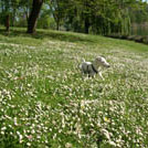 Baltus - Jack Russell Terrier (Jack Russell d'Australie)  - Mâle