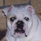 Fidjie - Bulldog  - Femelle stérilisée