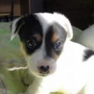 Nougat - Jack Russell Terrier (Jack Russell d'Australie)  - Mâle