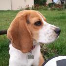 Guimauve - Beagle  - Femelle