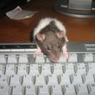 Nanou - Rat  - Femelle