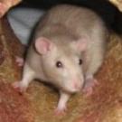Takara - Rat  - Femelle