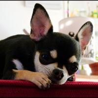 Fergie - Chihuahua (Chihuahueño)  - Femelle