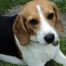 Flora - Beagle  - Femelle stérilisée