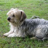 Brindy - Yorkshire Terrier  - Mâle