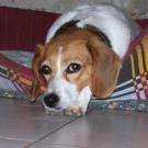 Spookie - Beagle  - Femelle stérilisée