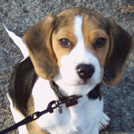 Engie - Beagle  - Femelle stérilisée