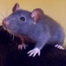Zabelle - Rat  - Femelle