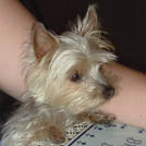 Tilie - Yorkshire Terrier  - Femelle stérilisée
