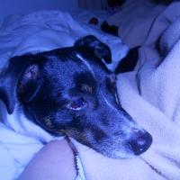 Tresore - Jack Russell Terrier (Jack Russell d'Australie)  - Femelle stérilisée