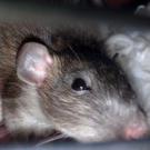 Ratouille +bébé - Rat  - Femelle
