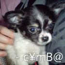 Cymba - Chihuahua (Chihuahueño)  - Mâle