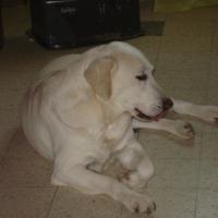 Eros - Labrador (Retriever du Labrador)  - Mâle castré