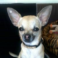 Fany - Chihuahua (Chihuahueño)  - Femelle stérilisée