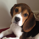 Houmy - Beagle  - Femelle