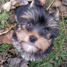 Oxia - Yorkshire Terrier  - Femelle