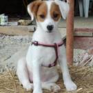 Shanel - Jack Russell Terrier (Jack Russell d'Australie)  - Femelle