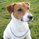 Soulja - Jack Russell Terrier (Jack Russell d'Australie)  - Mâle