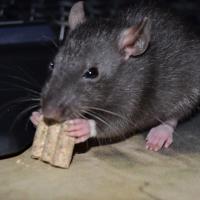 Naevia - Rat  - Femelle