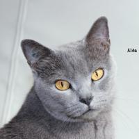 Aléa - Chartreux  - Femelle