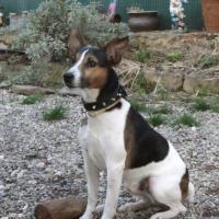 Spick - Jack Russell Terrier (Jack Russell d'Australie)  - Mâle