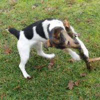 Sookie - Jack Russell Terrier (Jack Russell d'Australie)  - Femelle