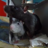 Xéna et le fada - Rat  - Femelle