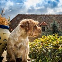 Faust - Yorkshire Terrier  - Mâle